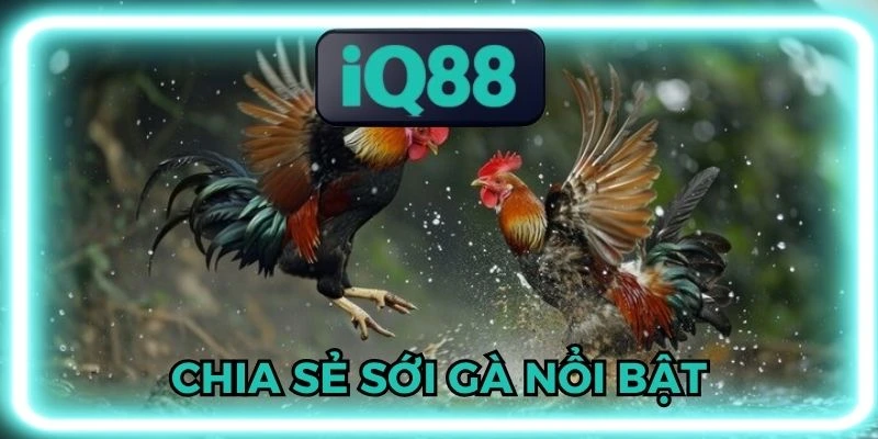 đá gà