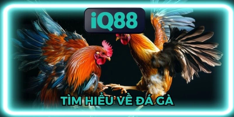 đá gà